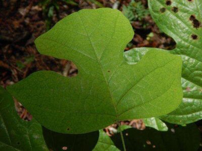 Using Tulip Poplar on the Homestead Image
